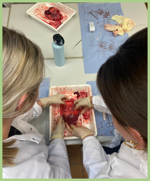 Anatomie des Herzens untersuchen IMG-20250625-WA0030